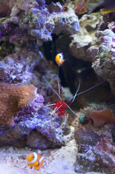 Океанариум "Морской аквариум" на Чистых прудах в Москве