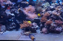 Океанариум "Морской аквариум" на Чистых прудах в Москве