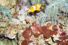 Океанариум "Морской аквариум" на Чистых прудах в Москве