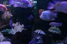 Океанариум "Морской аквариум" на Чистых прудах в Москве