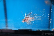 Океанариум "Морской аквариум" на Чистых прудах в Москве