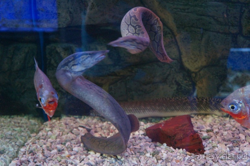 Океанариум "Морской аквариум" на Чистых прудах в Москве