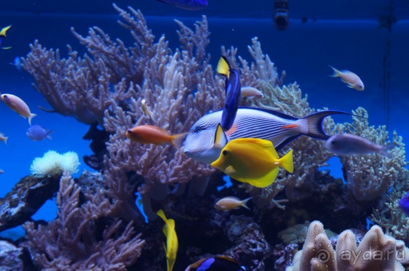 Океанариум "Морской аквариум" на Чистых прудах в Москве