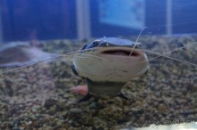 Океанариум "Морской аквариум" на Чистых прудах в Москве