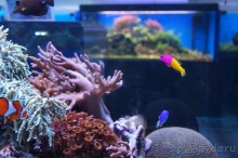 Океанариум "Морской аквариум" на Чистых прудах в Москве