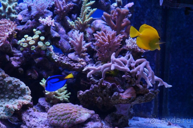 Океанариум "Морской аквариум" на Чистых прудах в Москве