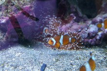 Океанариум "Морской аквариум" на Чистых прудах в Москве