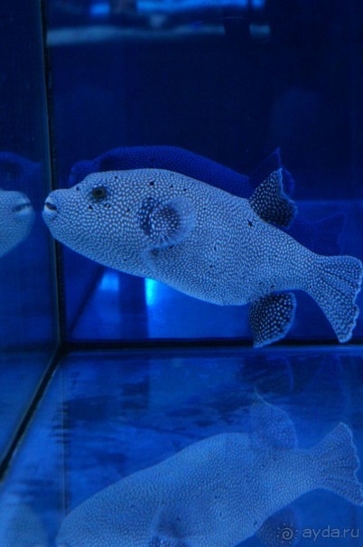 Океанариум "Морской аквариум" на Чистых прудах в Москве