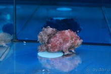 Океанариум "Морской аквариум" на Чистых прудах в Москве