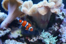 Океанариум "Морской аквариум" на Чистых прудах в Москве