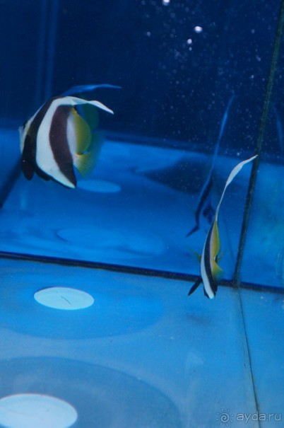 Океанариум "Морской аквариум" на Чистых прудах в Москве