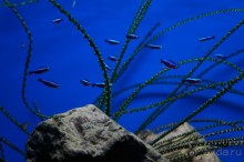 Океанариум "Морской аквариум" на Чистых прудах в Москве