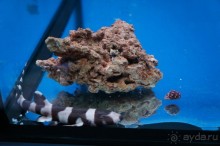 Океанариум "Морской аквариум" на Чистых прудах в Москве