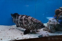 Океанариум "Морской аквариум" на Чистых прудах в Москве