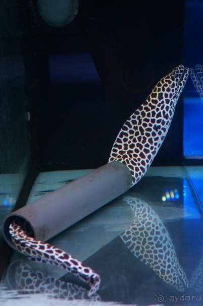 Океанариум "Морской аквариум" на Чистых прудах в Москве