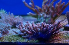 Океанариум "Морской аквариум" на Чистых прудах в Москве