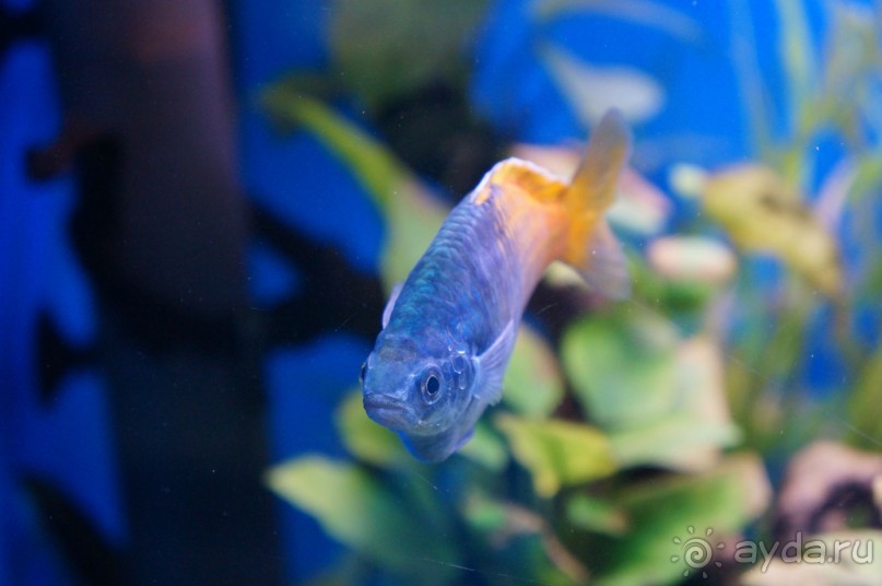 Океанариум "Морской аквариум" на Чистых прудах в Москве