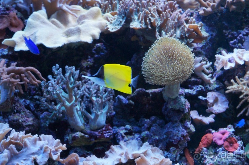 Океанариум "Морской аквариум" на Чистых прудах в Москве