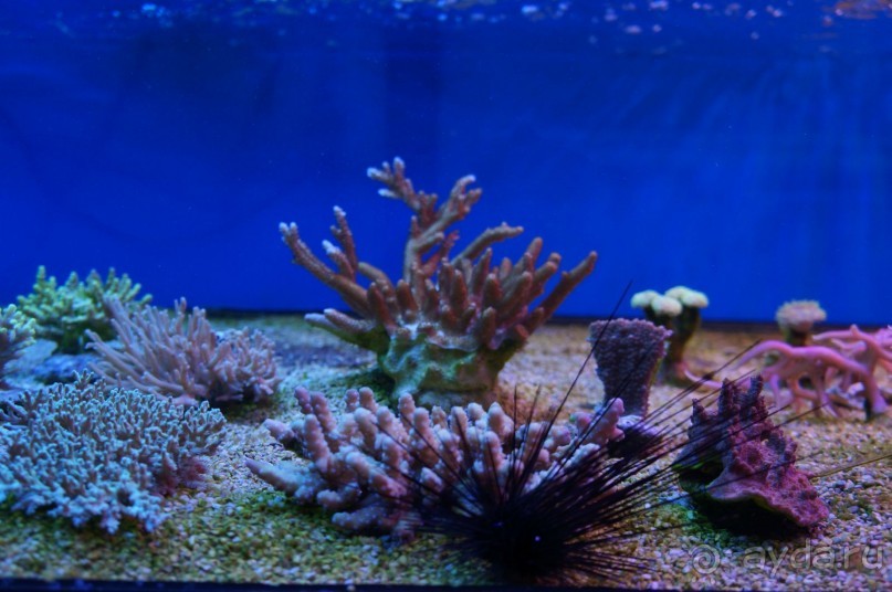 Океанариум "Морской аквариум" на Чистых прудах в Москве