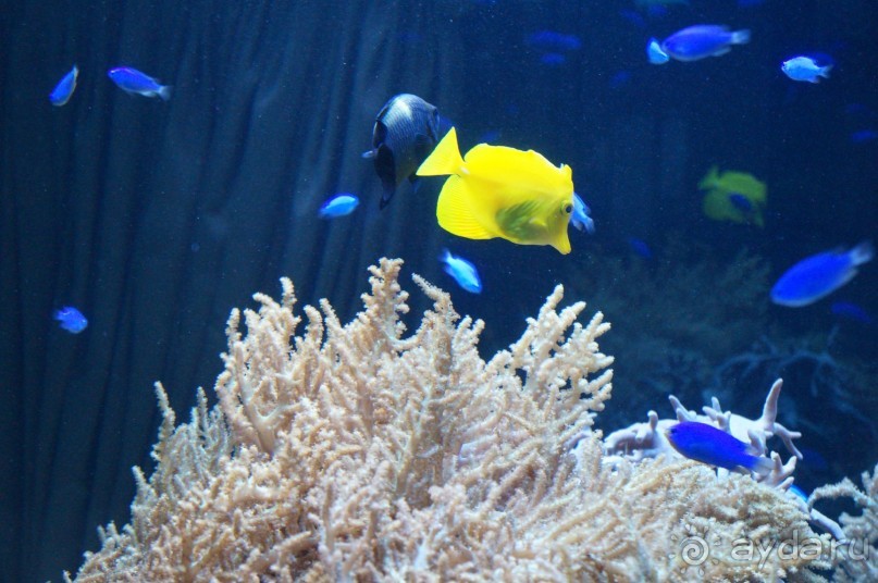 Океанариум "Морской аквариум" на Чистых прудах в Москве