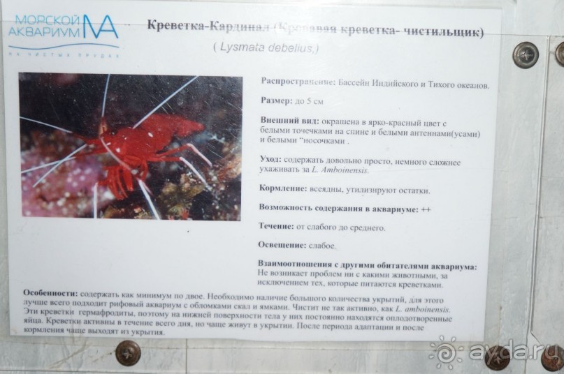 Океанариум "Морской аквариум" на Чистых прудах в Москве