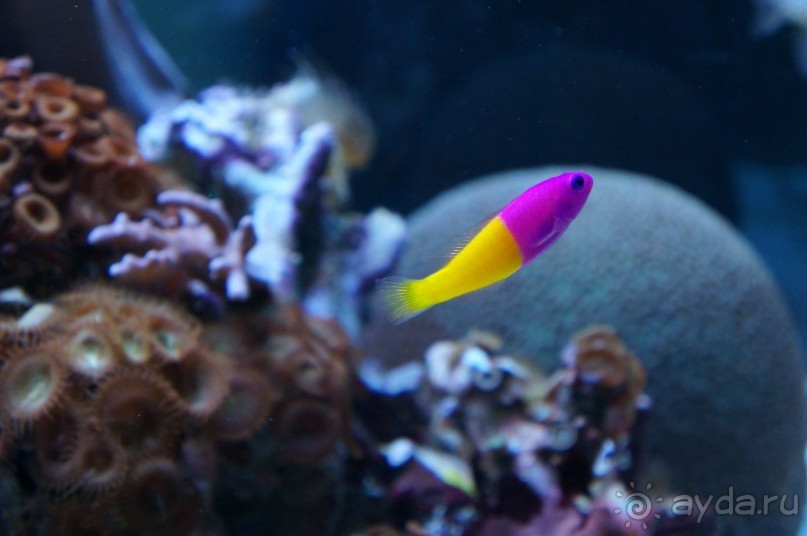 Океанариум "Морской аквариум" на Чистых прудах в Москве