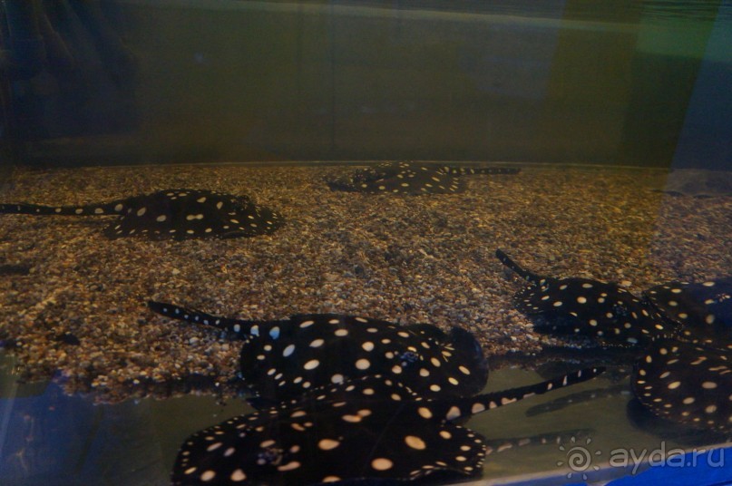 Океанариум "Морской аквариум" на Чистых прудах в Москве