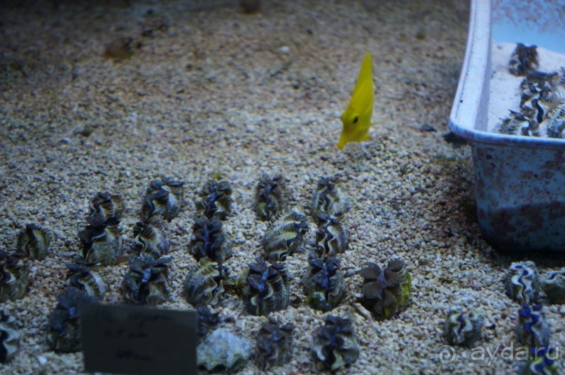 Океанариум "Морской аквариум" на Чистых прудах в Москве