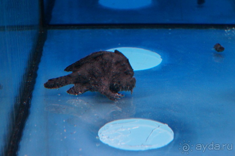 Океанариум "Морской аквариум" на Чистых прудах в Москве