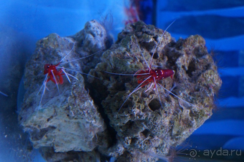 Океанариум "Морской аквариум" на Чистых прудах в Москве