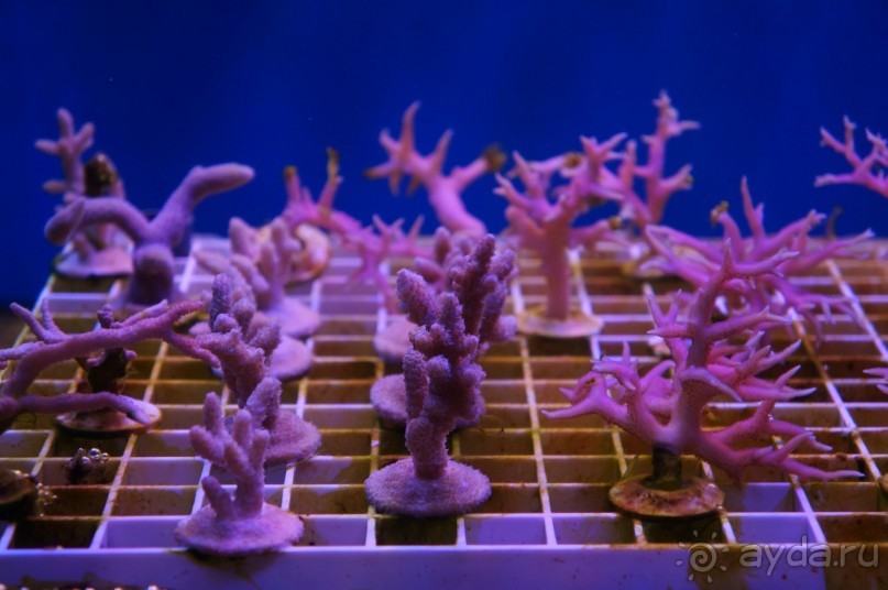 Океанариум "Морской аквариум" на Чистых прудах в Москве