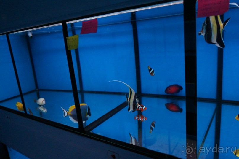 Океанариум "Морской аквариум" на Чистых прудах в Москве