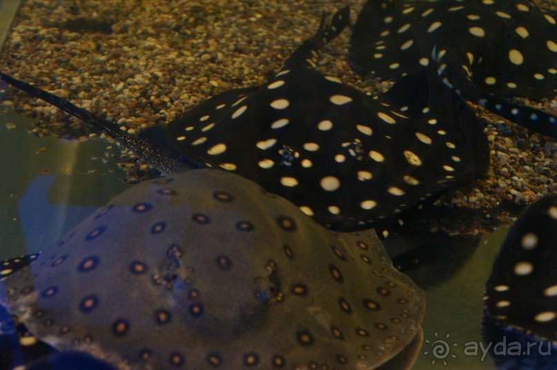 Океанариум "Морской аквариум" на Чистых прудах в Москве