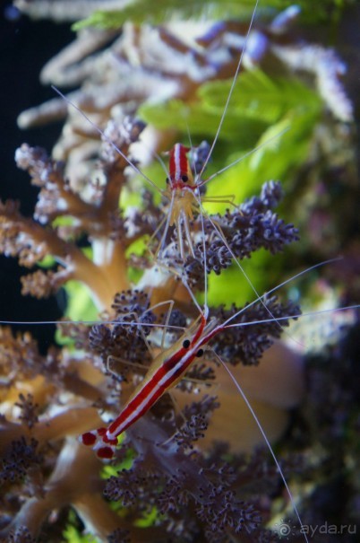 Океанариум "Морской аквариум" на Чистых прудах в Москве