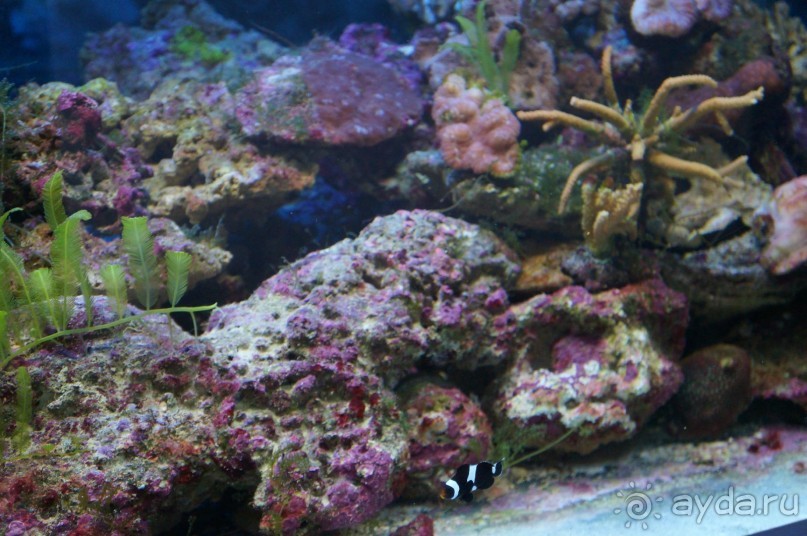 Океанариум "Морской аквариум" на Чистых прудах в Москве