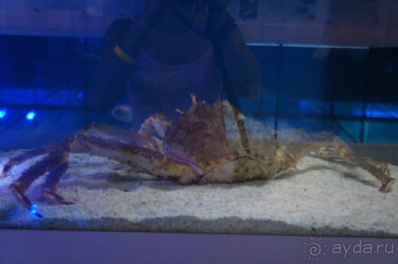 Океанариум "Морской аквариум" на Чистых прудах в Москве