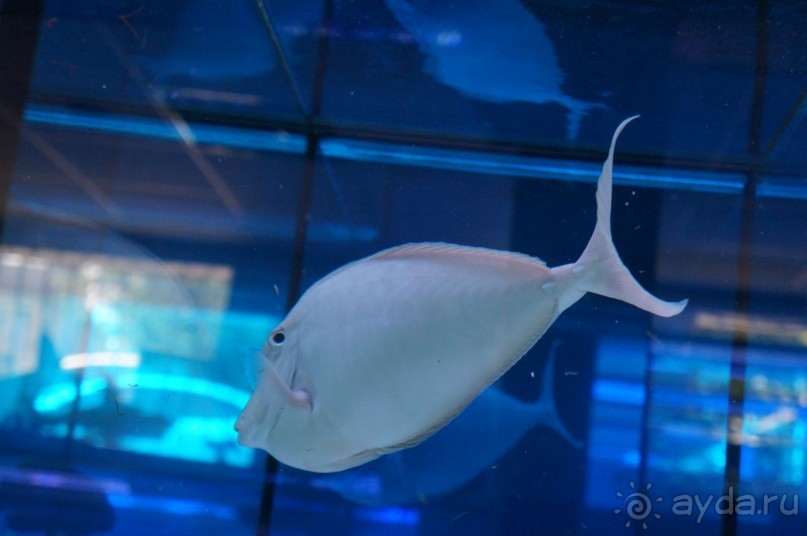 Океанариум "Морской аквариум" на Чистых прудах в Москве