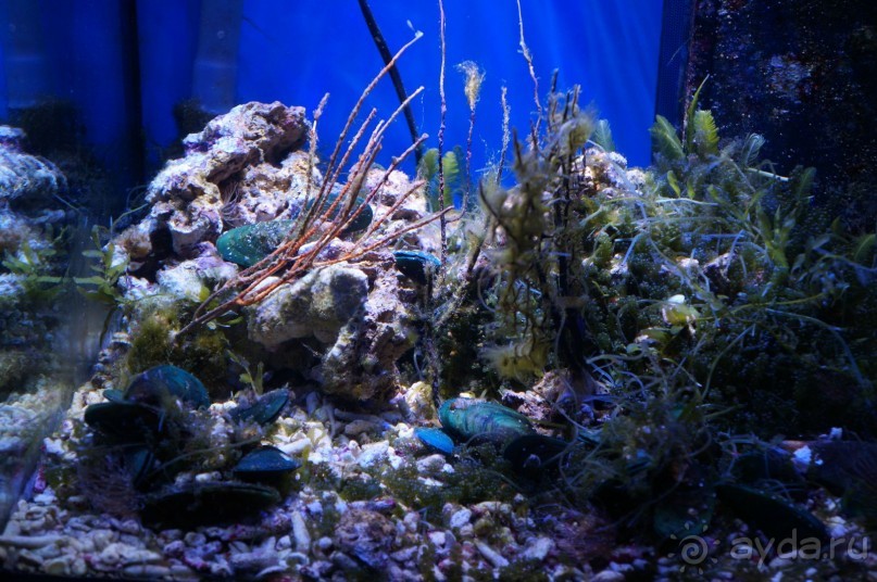 Океанариум "Морской аквариум" на Чистых прудах в Москве