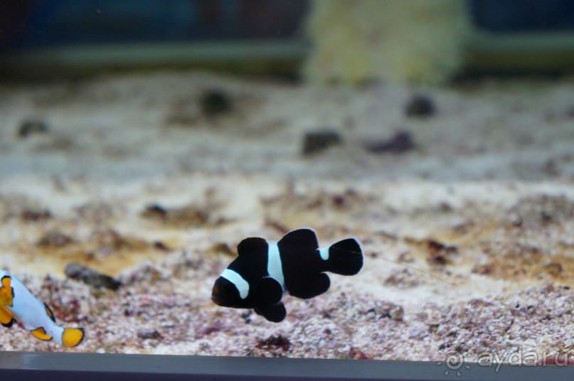 Океанариум "Морской аквариум" на Чистых прудах в Москве