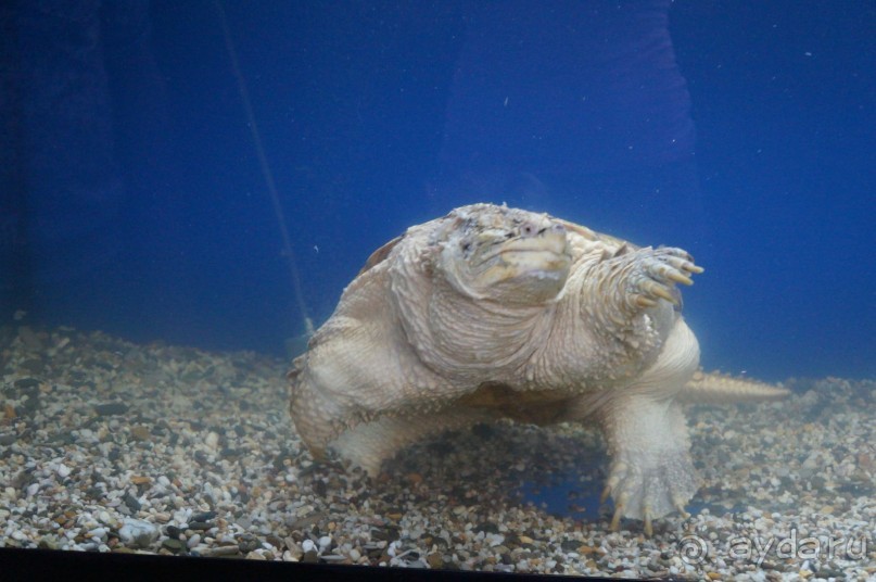 Океанариум "Морской аквариум" на Чистых прудах в Москве