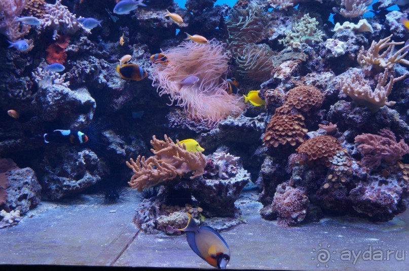 Океанариум "Морской аквариум" на Чистых прудах в Москве