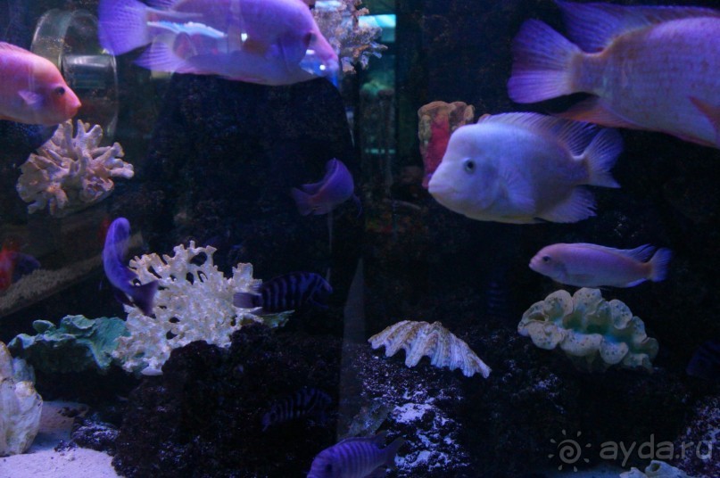 Океанариум "Морской аквариум" на Чистых прудах в Москве