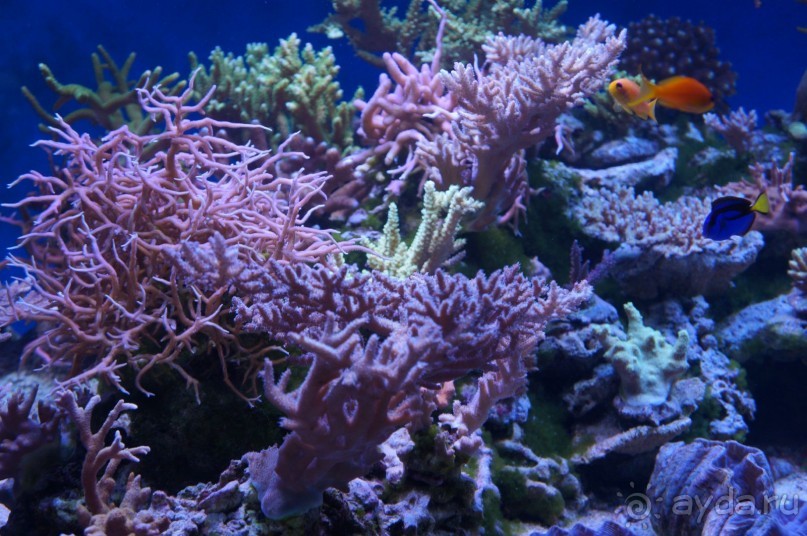 Океанариум "Морской аквариум" на Чистых прудах в Москве