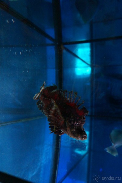 Океанариум "Морской аквариум" на Чистых прудах в Москве
