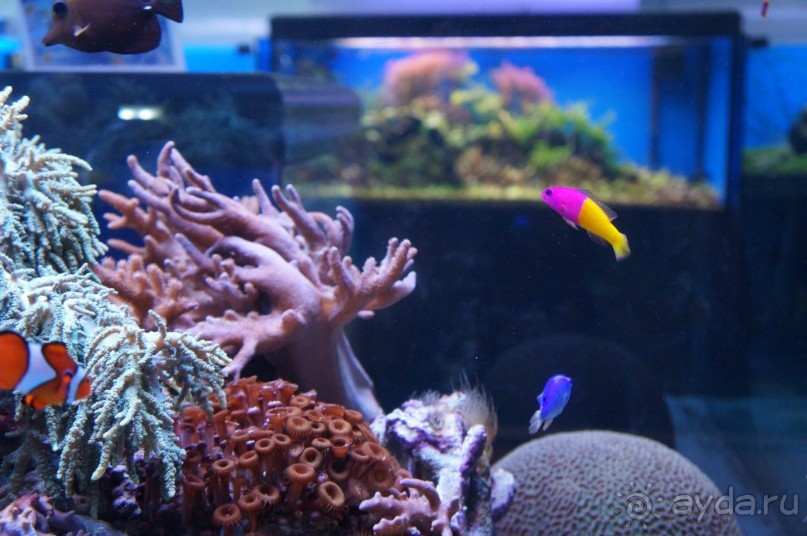 Океанариум "Морской аквариум" на Чистых прудах в Москве