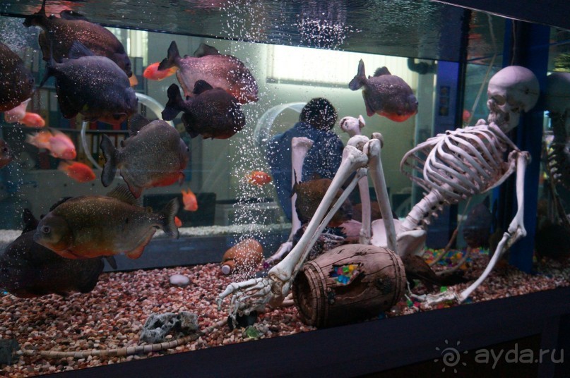 Океанариум "Морской аквариум" на Чистых прудах в Москве