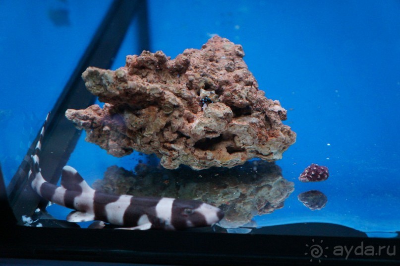 Океанариум "Морской аквариум" на Чистых прудах в Москве