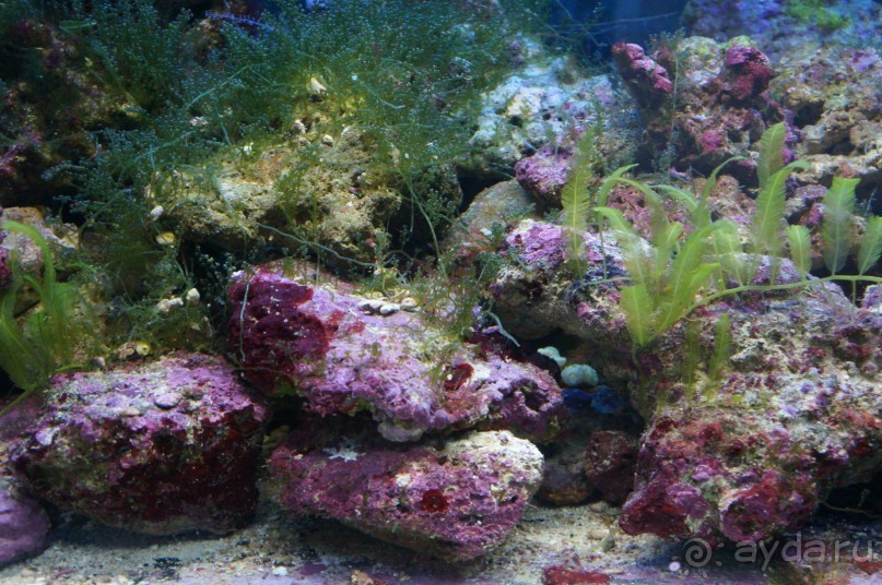 Океанариум "Морской аквариум" на Чистых прудах в Москве