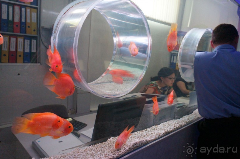 Океанариум "Морской аквариум" на Чистых прудах в Москве