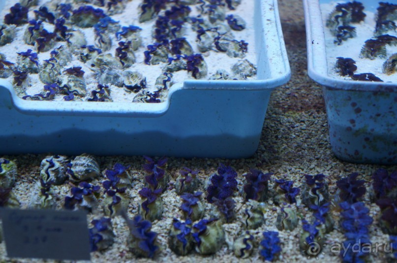 Океанариум "Морской аквариум" на Чистых прудах в Москве